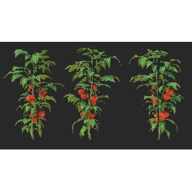 3D Tomatoes Fruits and Flowers